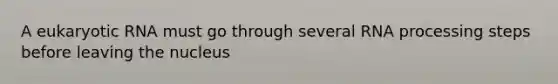 A eukaryotic RNA must go through several RNA processing steps before leaving the nucleus