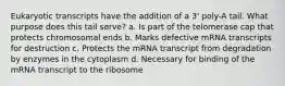 Eukaryotic transcripts have the addition of a 3' poly-A tail. What purpose does this tail serve? a. Is part of the telomerase cap that protects chromosomal ends b. Marks defective mRNA transcripts for destruction c. Protects the mRNA transcript from degradation by enzymes in the cytoplasm d. Necessary for binding of the mRNA transcript to the ribosome