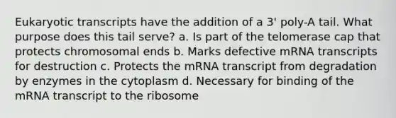 Eukaryotic transcripts have the addition of a 3' poly-A tail. What purpose does this tail serve? a. Is part of the telomerase cap that protects chromosomal ends b. Marks defective mRNA transcripts for destruction c. Protects the mRNA transcript from degradation by enzymes in the cytoplasm d. Necessary for binding of the mRNA transcript to the ribosome