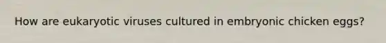 How are eukaryotic viruses cultured in embryonic chicken eggs?