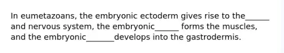 In eumetazoans, the embryonic ectoderm gives rise to the______ and <a href='https://www.questionai.com/knowledge/kThdVqrsqy-nervous-system' class='anchor-knowledge'>nervous system</a>, the embryonic______ forms the muscles, and the embryonic_______develops into the gastrodermis.