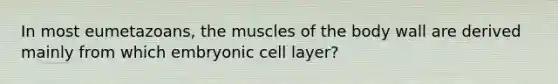 In most eumetazoans, the muscles of the body wall are derived mainly from which embryonic cell layer?