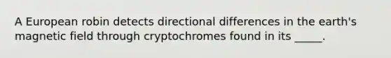 A European robin detects directional differences in the earth's magnetic field through cryptochromes found in its _____.