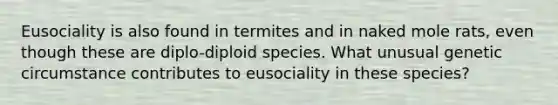 Eusociality is also found in termites and in naked mole rats, even though these are diplo-diploid species. What unusual genetic circumstance contributes to eusociality in these species?