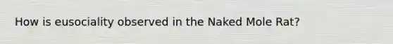 How is eusociality observed in the Naked Mole Rat?
