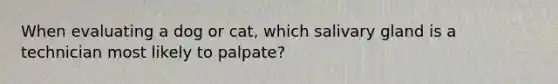 When evaluating a dog or cat, which salivary gland is a technician most likely to palpate?