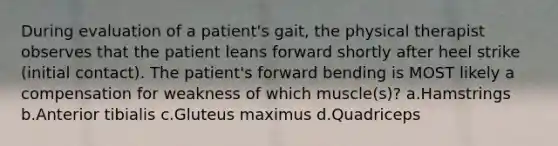 During evaluation of a patient's gait, the physical therapist observes that the patient leans forward shortly after heel strike (initial contact). The patient's forward bending is MOST likely a compensation for weakness of which muscle(s)? a.Hamstrings b.Anterior tibialis c.Gluteus maximus d.Quadriceps