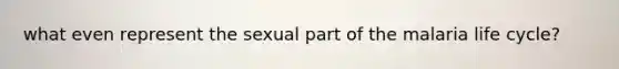 what even represent the sexual part of the malaria life cycle?