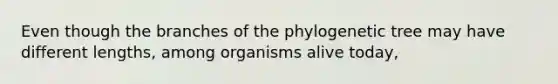 Even though the branches of the phylogenetic tree may have different lengths, among organisms alive today,