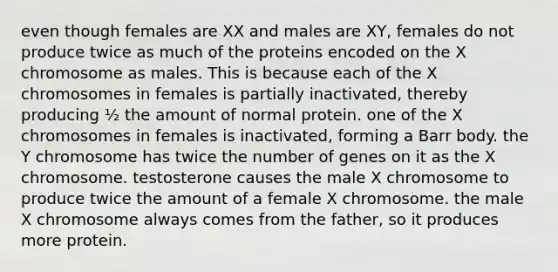 even though females are XX and males are XY, females do not produce twice as much of the proteins encoded on the X chromosome as males. This is because each of the X chromosomes in females is partially inactivated, thereby producing ½ the amount of normal protein. one of the X chromosomes in females is inactivated, forming a Barr body. the Y chromosome has twice the number of genes on it as the X chromosome. testosterone causes the male X chromosome to produce twice the amount of a female X chromosome. the male X chromosome always comes from the father, so it produces more protein.