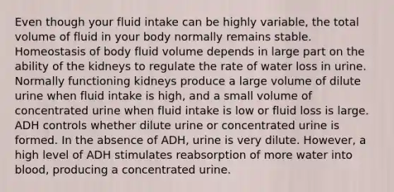 Even though your fluid intake can be highly variable, the total volume of fluid in your body normally remains stable. Homeostasis of body fluid volume depends in large part on the ability of the kidneys to regulate the rate of water loss in urine. Normally functioning kidneys produce a large volume of dilute urine when fluid intake is high, and a small volume of concentrated urine when fluid intake is low or fluid loss is large. ADH controls whether dilute urine or concentrated urine is formed. In the absence of ADH, urine is very dilute. However, a high level of ADH stimulates reabsorption of more water into blood, producing a concentrated urine.