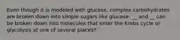 Even though it is modeled with glucose, complex carbohydrates are broken down into simple sugars like glucose. __ and __ can be broken down into molecules that enter the Krebs cycle or glycolysis at one of several places?