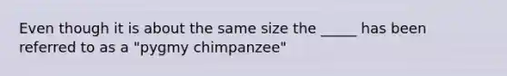 Even though it is about the same size the _____ has been referred to as a "pygmy chimpanzee"