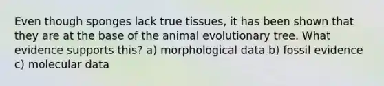 Even though sponges lack true tissues, it has been shown that they are at the base of the animal evolutionary tree. What evidence supports this? a) morphological data b) fossil evidence c) molecular data