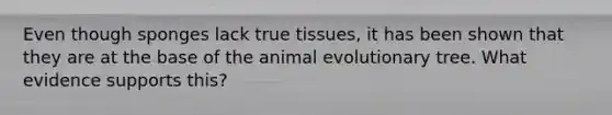 Even though sponges lack true tissues, it has been shown that they are at the base of the animal evolutionary tree. What evidence supports this?