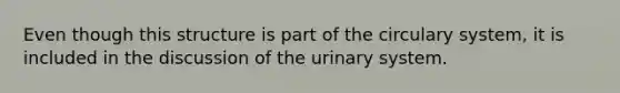 Even though this structure is part of the circulary system, it is included in the discussion of the urinary system.