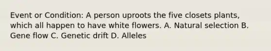 Event or Condition: A person uproots the five closets plants, which all happen to have white flowers. A. Natural selection B. Gene flow C. Genetic drift D. Alleles