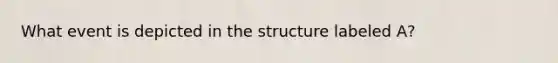 What event is depicted in the structure labeled A?