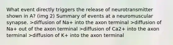 What event directly triggers the release of neurotransmitter shown in A? (img 2) Summary of events at a neuromuscular synapse. >diffusion of Na+ into the axon terminal >diffusion of Na+ out of the axon terminal >diffusion of Ca2+ into the axon terminal >diffusion of K+ into the axon terminal