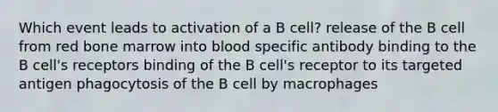 Which event leads to activation of a B cell? release of the B cell from red bone marrow into blood specific antibody binding to the B cell's receptors binding of the B cell's receptor to its targeted antigen phagocytosis of the B cell by macrophages