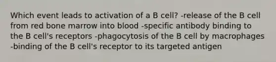 Which event leads to activation of a B cell? -release of the B cell from red bone marrow into blood -specific antibody binding to the B cell's receptors -phagocytosis of the B cell by macrophages -binding of the B cell's receptor to its targeted antigen