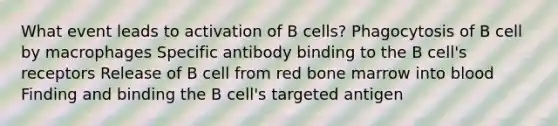 What event leads to activation of B cells? Phagocytosis of B cell by macrophages Specific antibody binding to the B cell's receptors Release of B cell from red bone marrow into blood Finding and binding the B cell's targeted antigen