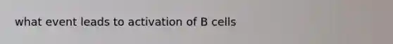 what event leads to activation of B cells