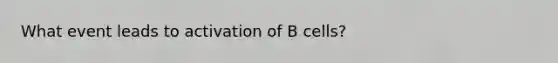 What event leads to activation of B cells?