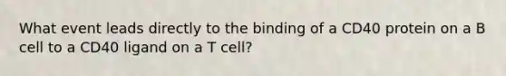 What event leads directly to the binding of a CD40 protein on a B cell to a CD40 ligand on a T cell?