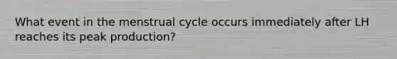 What event in the menstrual cycle occurs immediately after LH reaches its peak production?