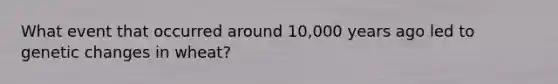 What event that occurred around 10,000 years ago led to genetic changes in wheat?