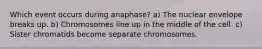 Which event occurs during anaphase? a) The nuclear envelope breaks up. b) Chromosomes line up in the middle of the cell. c) Sister chromatids become separate chromosomes.