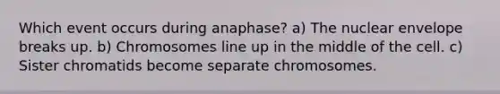 Which event occurs during anaphase? a) The nuclear envelope breaks up. b) Chromosomes line up in the middle of the cell. c) Sister chromatids become separate chromosomes.