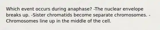 Which event occurs during anaphase? -The nuclear envelope breaks up. -Sister chromatids become separate chromosomes. -Chromosomes line up in the middle of the cell.