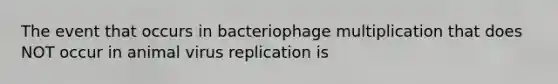 The event that occurs in bacteriophage multiplication that does NOT occur in animal virus replication is