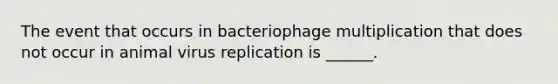 The event that occurs in bacteriophage multiplication that does not occur in animal virus replication is ______.