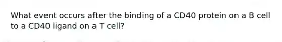 What event occurs after the binding of a CD40 protein on a B cell to a CD40 ligand on a T cell?