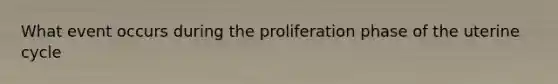 What event occurs during the proliferation phase of the uterine cycle