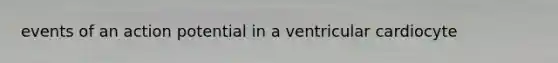 events of an action potential in a ventricular cardiocyte