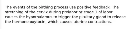 The events of the birthing process use positive feedback. The stretching of the cervix during prelabor or stage 1 of labor causes the hypothalamus to trigger the pituitary gland to release the hormone oxytocin, which causes uterine contractions.