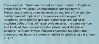 The events of mitosis are divided into four phases. 1 Prophase: chromatin forms visible chromosomes; spindles form 2 Metaphase: chromosomes move to the equator of the spindle; centromeres of duplicated chromosomes are aligned 3 Anaphase: centromeres split and chromatids are pulled to opposite poles of the cell; each pole receives the same number and kinds of chromosomes as the parent cell 4 Telophase: daughter cells are formed; nuclear envelopes reappear and chromosomes become chromatin added to Which phase is shown in #3?