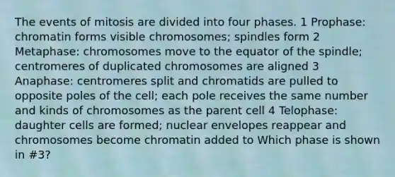 The events of mitosis are divided into four phases. 1 Prophase: chromatin forms visible chromosomes; spindles form 2 Metaphase: chromosomes move to the equator of the spindle; centromeres of duplicated chromosomes are aligned 3 Anaphase: centromeres split and chromatids are pulled to opposite poles of the cell; each pole receives the same number and kinds of chromosomes as the parent cell 4 Telophase: daughter cells are formed; nuclear envelopes reappear and chromosomes become chromatin added to Which phase is shown in #3?