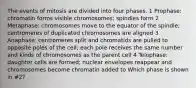 The events of mitosis are divided into four phases. 1 Prophase: chromatin forms visible chromosomes; spindles form 2 Metaphase: chromosomes move to the equator of the spindle; centromeres of duplicated chromosomes are aligned 3 Anaphase: centromeres split and chromatids are pulled to opposite poles of the cell; each pole receives the same number and kinds of chromosomes as the parent cell 4 Telophase: daughter cells are formed; nuclear envelopes reappear and chromosomes become chromatin added to Which phase is shown in #2?