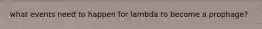 what events need to happen for lambda to become a prophage?