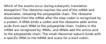 Which of the events occur during eukaryotic translation elongation? The ribosome reaches the end of the mRNA and dissociates, releasing the polypeptide chain. The ribosome dissociates from the mRNA after the stop codon is recognized by a protein. A tRNA binds a codon and the ribosome adds amino acids from each tRNA to the polypeptide chain. Codons in the mRNA are recognized by rRNAs, and tRNAs add the amino acid to the polypeptide chain. The small ribosomal subunit binds with a specific tRNA to the mRNA and scans for a start codon.