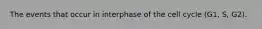The events that occur in interphase of the cell cycle (G1, S, G2).
