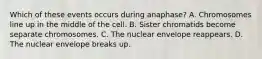 Which of these events occurs during anaphase? A. Chromosomes line up in the middle of the cell. B. Sister chromatids become separate chromosomes. C. The nuclear envelope reappears. D. The nuclear envelope breaks up.