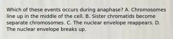 Which of these events occurs during anaphase? A. Chromosomes line up in the middle of the cell. B. Sister chromatids become separate chromosomes. C. The nuclear envelope reappears. D. The nuclear envelope breaks up.