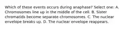 Which of these events occurs during anaphase? Select one: A. Chromosomes line up in the middle of the cell. B. Sister chromatids become separate chromosomes. C. The nuclear envelope breaks up. D. The nuclear envelope reappears.