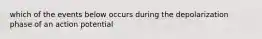 which of the events below occurs during the depolarization phase of an action potential